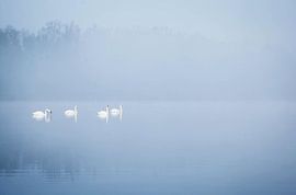Schwäne im Nebel von Jeffrey Groeneweg