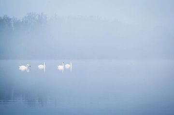 Swans in the fog by Jeffrey Groeneweg