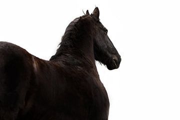 Friesian horse by Kim van Beveren