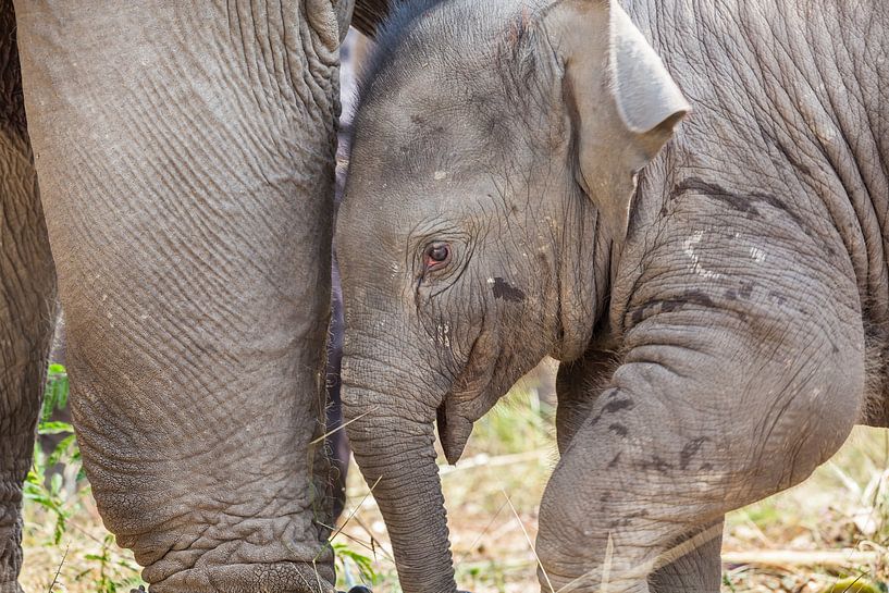 Young elephant under the paws of mother elephant by Marcel Derweduwen