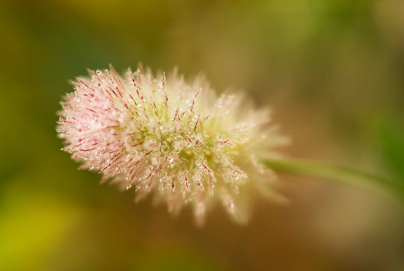 Rabbitfoot Clover with Rain Droplets by Iris Holzer Richardson