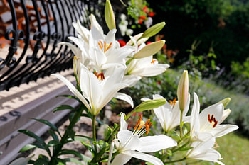 Blume