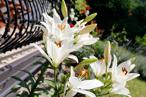 Blume