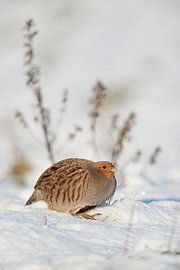 Rebhuhn ( Perdix perdix ) in verschneiter Umgebung, im Schnee, im Winter, seltener Anblick, klare, d van wunderbare Erde