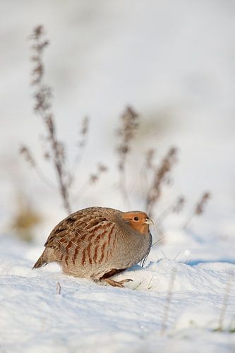Rebhuhn ( Perdix perdix ) in verschneiter Umgebung, im Schnee, im Winter, seltener Anblick, klare, d
