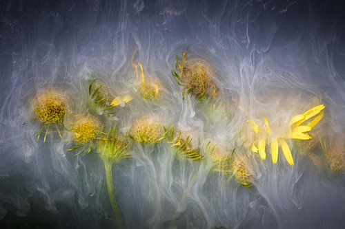 Inkwater Flowers - Klein hoefbladbloemen
