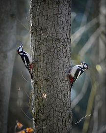 Great Spotted Woodpecker by Tom Zwerver