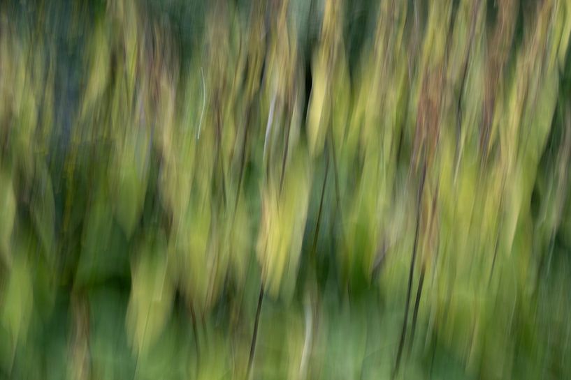 Traum von Anne Michielsen