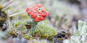 Rood bekermos op de Hoge Veluwe van Jaap Meijer