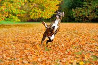 Boxer plays in autumn leaves van Lars Tuchel thumbnail