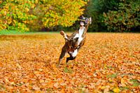 Boxer spielt im Herbstlaub