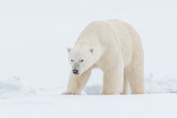 Polar bear portrait by Sven Scraeyen