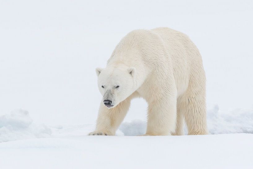 Eisbär-Porträt von Sven Scraeyen