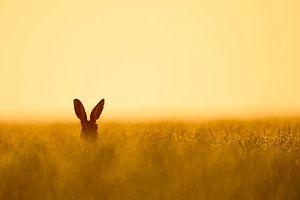 Hase im Feld II