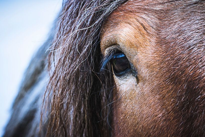 Belgian horse by ton vogels
