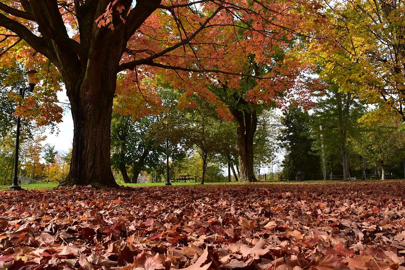 The park in autumn by Claude Laprise