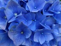 Zomerkleuren