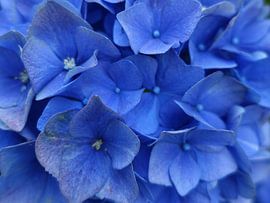 Zomerkleuren sur richard de bruyn