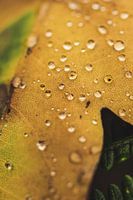 Herbstblatt mit Regentropfen