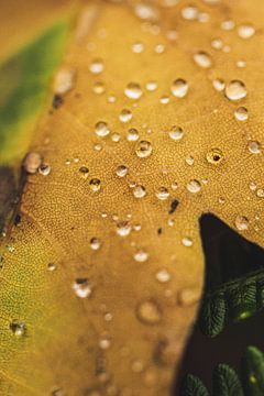 Herfstblad met regendruppels van Marlen Rasche