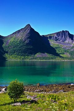 Sommer auf Senja von Anja B. Schäfer