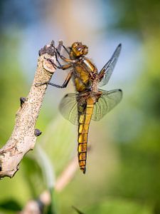 Ventre plat accroché à une brindille avec des fléaux magnifiquement ouverts