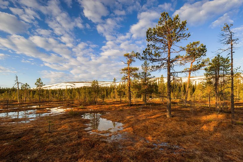 Landscape in Sweden at sunrise by Daniela Beyer
