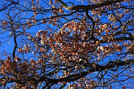 Vorfrühling von Thomas Jäger