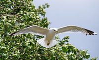 Black-headed Gull