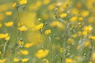 Feld mit Butterblumen von Fotografie Sybrandy Miniaturansicht