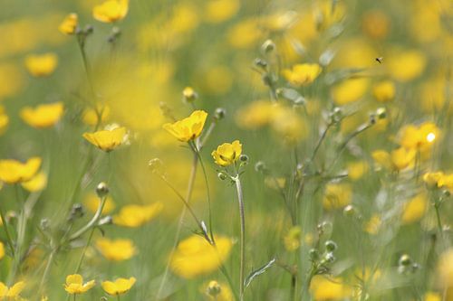 Field of buttercups