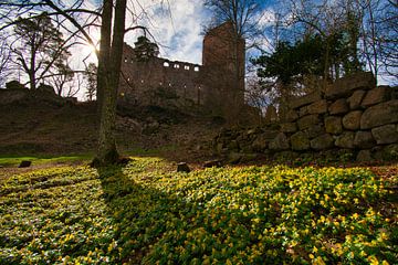 Winterakonieten op het Chateau de Landsberg in de Elzas van Tanja Voigt