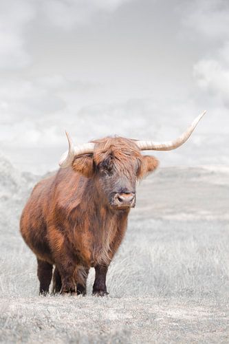 Scottish Highlander by Karel Ton