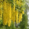 Goudenregen (Laburnum anagyroides) / Golden rain or Golden chain  van Henk de Boer