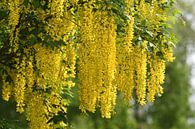 Goudenregen (Laburnum anagyroides) / Golden rain or Golden chain  van Henk de Boer thumbnail
