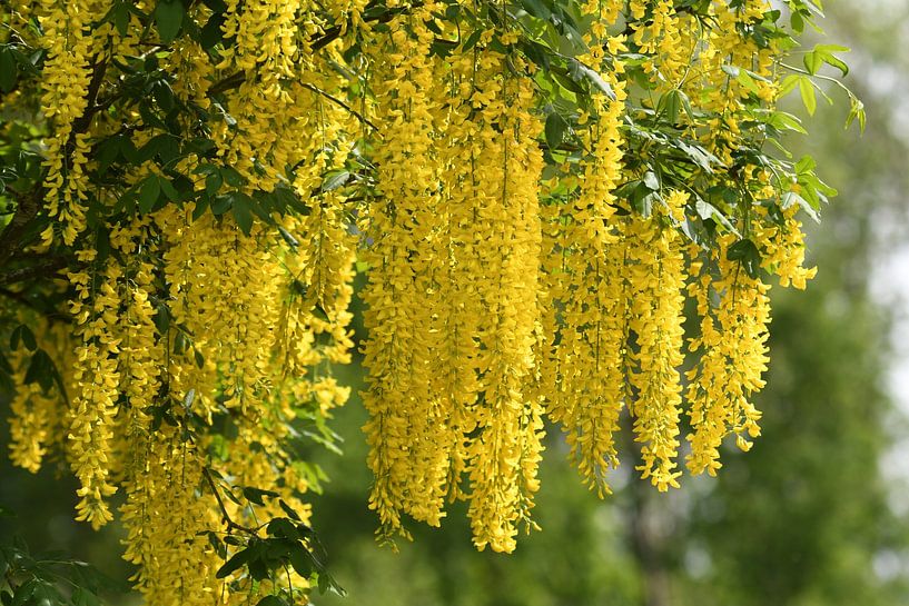 Goudenregen (Laburnum anagyroides) / Golden rain or Golden chain  van Henk de Boer