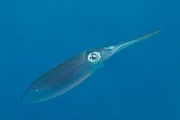 Squid in the Caribbean sea. V14BON0765