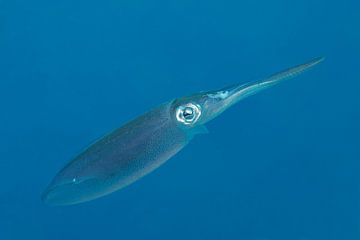 Squid in the Caribbean sea. V14BON0765 by Vanessa D.