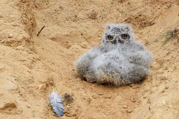 Eurasian Eagle Owl ( Bubo bubo ), very young chick, fallen out of its nesting burrow in a sand pit, 
