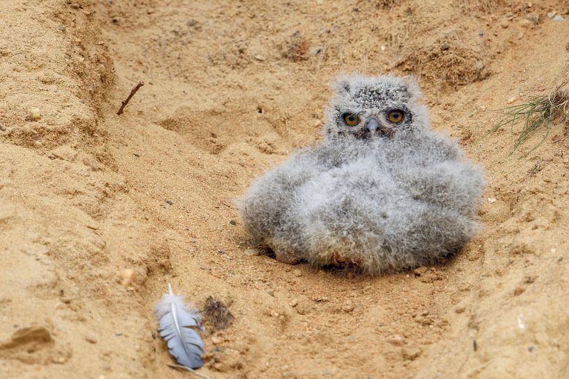 Uhuküken ( Bubo bubo ), sehr junger Vogel, Eule, ist aus seinem Nest gefallen und hofft auf Hilfe, s von wunderbare Erde