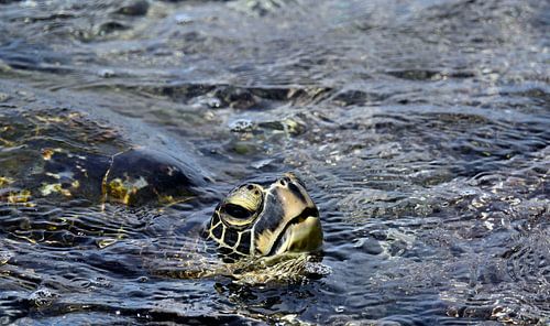 Tortue de mer sur Unieke natuurfoto's