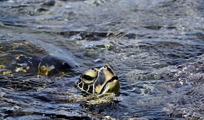 Sea turtle by Unieke natuurfoto's