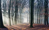 Beams of light