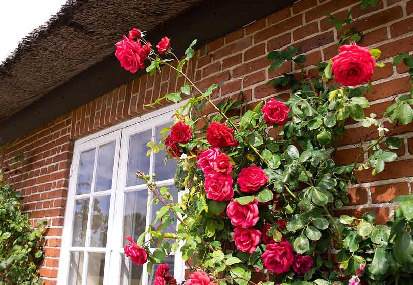 Climbing roses by Bo Valentino