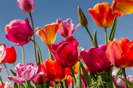 Tulpen von Marian van der Kallen Fotografie