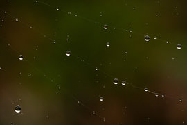 Tautropfen wie Perlen auf einem Spinnennetz – Abstrakte Natur-Makroaufnahme von Natalia Gebauer Studio