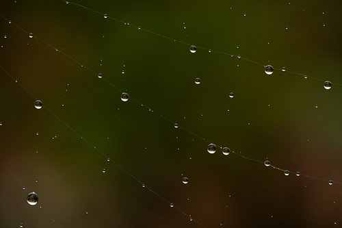 Dauwruppels als parels op een spinnenweb – Abstracte natuurmacro
