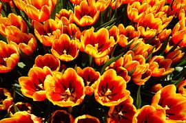 Tulips close-up by WildWonders