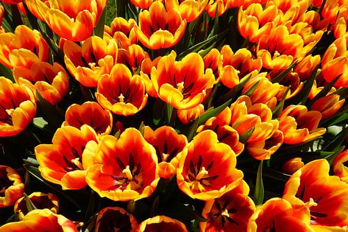 Tulips close-up