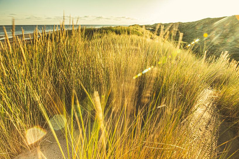 Dune landscape by Lima Fotografie